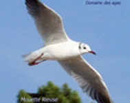 Mouette rieuse  0112.jpg
